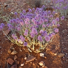 Ptilotus helipteroides (Hairy Mulla Mulla) at Menzies, WA - 14 Sep 2024 by Paul4K