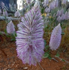 Ptilotus exaltatus (Pink Mulla Mulla) at Menzies, WA - 14 Sep 2024 by Paul4K