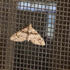 Phrissogonus laticostata (Apple looper moth) at Lyons, ACT - 23 Oct 2024 by ran452