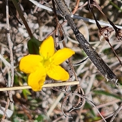 Hypericum gramineum (Small St Johns Wort) at Mawson, ACT - 24 Oct 2024 by Mike