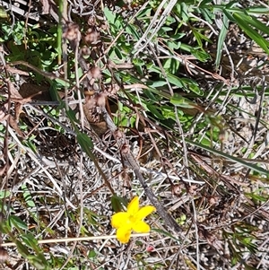 Hypericum gramineum at Mawson, ACT - 24 Oct 2024