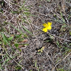 Goodenia pinnatifida (Scrambled Eggs) at Mawson, ACT - 24 Oct 2024 by Mike