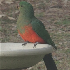 Alisterus scapularis (Australian King-Parrot) at Conder, ACT - 6 Jul 2024 by MichaelBedingfield