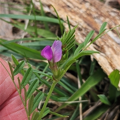 Vicia sativa (Common Vetch) at Weetangera, ACT - 23 Oct 2024 by sangio7