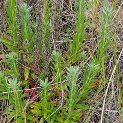 Epilobium billardiereanum (Willowherb) at Weetangera, ACT - 23 Oct 2024 by sangio7