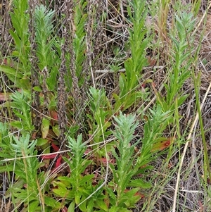 Epilobium billardiereanum at Weetangera, ACT - 23 Oct 2024 09:15 AM