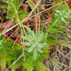 Epilobium billardiereanum at Weetangera, ACT - 23 Oct 2024 09:15 AM