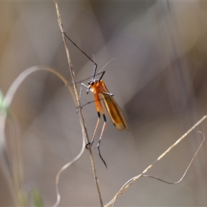 Harpobittacus sp. (genus) at Strathnairn, ACT - 24 Oct 2024 07:56 AM