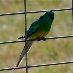 Psephotus haematonotus (Red-rumped Parrot) at Strathnairn, ACT - 23 Oct 2024 by Kurt