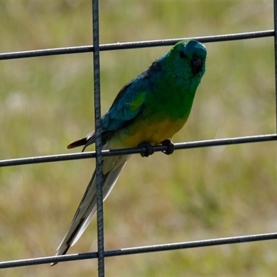 Psephotus haematonotus (Red-rumped Parrot) at Strathnairn, ACT - 24 Oct 2024 by Kurt