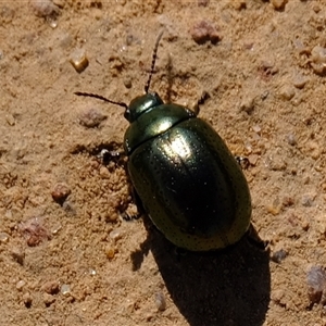 Chrysolina quadrigemina at Strathnairn, ACT - 24 Oct 2024 08:36 AM