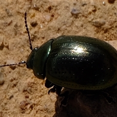 Chrysolina quadrigemina at Strathnairn, ACT - 24 Oct 2024 08:36 AM