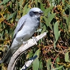 Coracina novaehollandiae (Black-faced Cuckooshrike) at Strathnairn, ACT - 24 Oct 2024 by Kurt