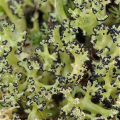 Unidentified Moss, Liverwort or Hornwort at Acton, ACT - 7 Aug 2024 by ConBoekel