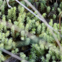 Bartramiaceae at Acton, ACT - 7 Aug 2024 by ConBoekel