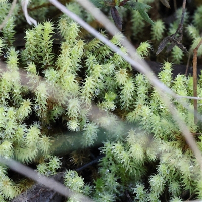 Bartramiaceae at Acton, ACT - 7 Aug 2024 by ConBoekel