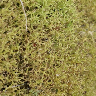 Cladia aggregata at Acton, ACT - 7 Aug 2024 by ConBoekel