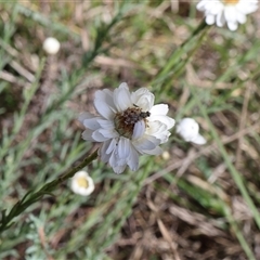 Austrotephritis sp. (genus) (Fruit fly or Seed fly) at Lyons, ACT - 24 Oct 2024 by ran452