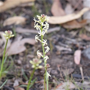 Stackhousia monogyna at Acton, ACT - 8 Sep 2024