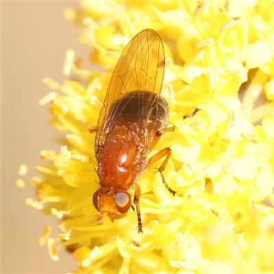 Lauxaniidae (family) (Unidentified lauxaniid fly) at Bruce, ACT - 8 Sep 2024 by ConBoekel