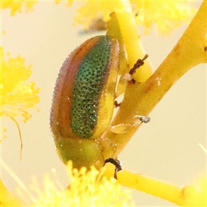 Calomela sp. (genus) at Bruce, ACT - 8 Sep 2024 10:25 AM