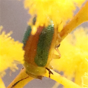 Calomela sp. (genus) at Bruce, ACT - 8 Sep 2024 10:25 AM