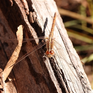 Diplacodes bipunctata at Bruce, ACT - 8 Sep 2024 10:27 AM