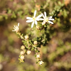 Olearia microphylla (Olearia) at Bruce, ACT - 8 Sep 2024 by ConBoekel