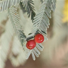 Unidentified Acacia Gall at Bruce, ACT - 8 Sep 2024 by ConBoekel