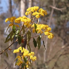 Pomaderris intermedia (Golden Pomaderris) at Aranda, ACT - 8 Sep 2024 by ConBoekel