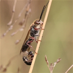 Thynninae (subfamily) (Smooth flower wasp) at Aranda, ACT - 8 Sep 2024 by ConBoekel