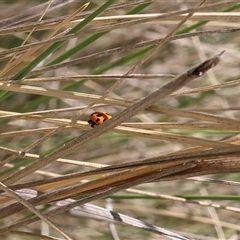 Hippodamia variegata (Spotted Amber Ladybird) at Lyons, ACT - 24 Oct 2024 by ran452