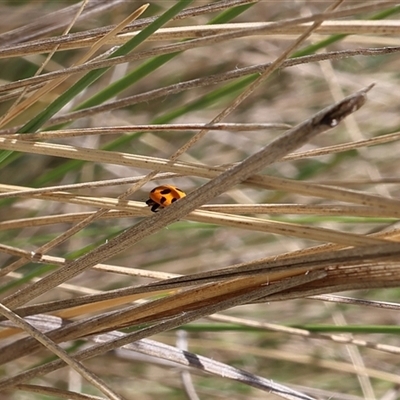 Hippodamia variegata (Spotted Amber Ladybird) at Lyons, ACT - 24 Oct 2024 by ran452