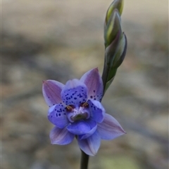 Thelymitra juncifolia (Dotted Sun Orchid) at Captains Flat, NSW - 24 Oct 2024 by Csteele4