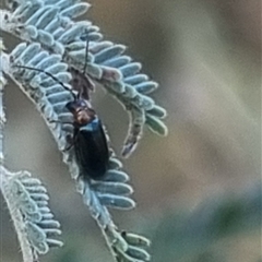 Adoxia benallae at Bungendore, NSW - suppressed