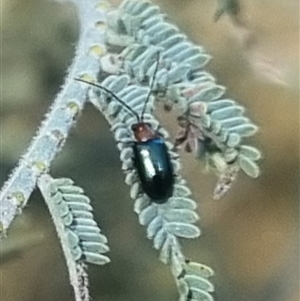 Adoxia benallae at Bungendore, NSW - suppressed