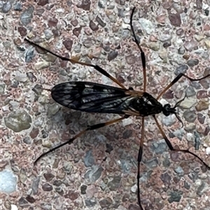 Gynoplistia sp. (genus) at Kambah, ACT - 17 Sep 2024 02:43 PM