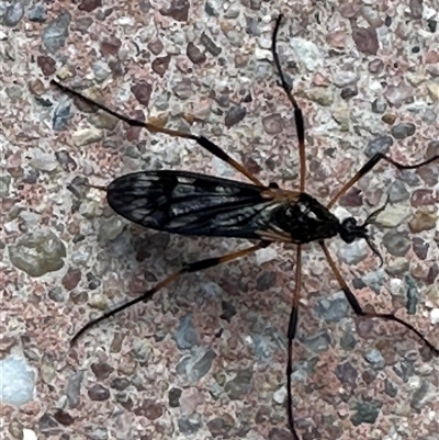 Gynoplistia sp. (genus) at Kambah, ACT - 17 Sep 2024 by jac