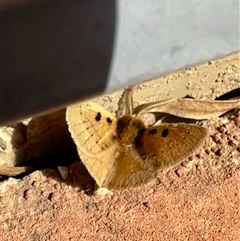 Anthela ocellata (Eyespot Anthelid moth) at Kambah, ACT - 12 Sep 2024 by jac