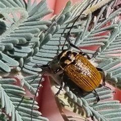 Cadmus (Cadmus) aurantiacus (Leaf beetle) at Bungendore, NSW - 24 Oct 2024 by clarehoneydove