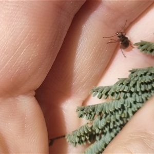 Edusella lineata at Bungendore, NSW - suppressed