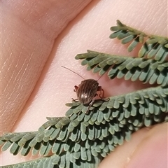 Edusella lineata at Bungendore, NSW - suppressed