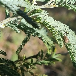 Edusella lineata at Bungendore, NSW - suppressed