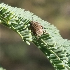 Edusella lineata at Bungendore, NSW - suppressed