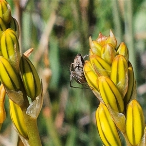 Oxyopes sp. (genus) at Weetangera, ACT - 20 Oct 2024