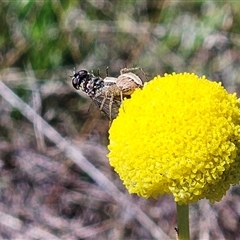 Oxyopes sp. (genus) at Weetangera, ACT - 20 Oct 2024