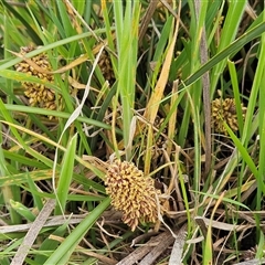 Lomandra multiflora (Many-flowered Matrush) at Weetangera, ACT - 22 Oct 2024 by sangio7