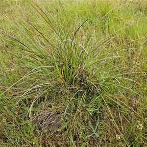 Lomandra multiflora at Weetangera, ACT - 23 Oct 2024 07:39 AM