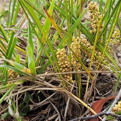 Lomandra filiformis subsp. filiformis (Wattle Matrush) at Weetangera, ACT - 22 Oct 2024 by sangio7