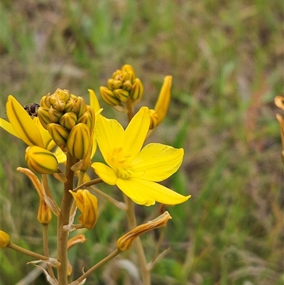 Bulbine bulbosa (Golden Lily, Bulbine Lily) at Weetangera, ACT - 22 Oct 2024 by sangio7